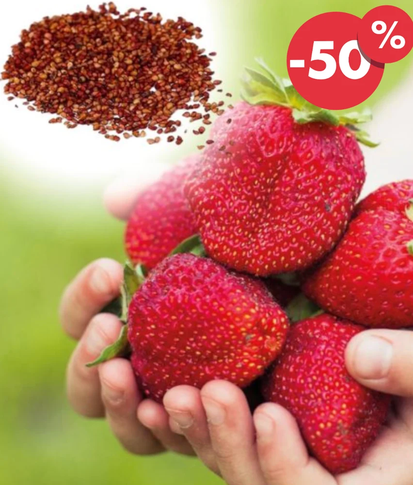 بذور الفراولة العملاقة