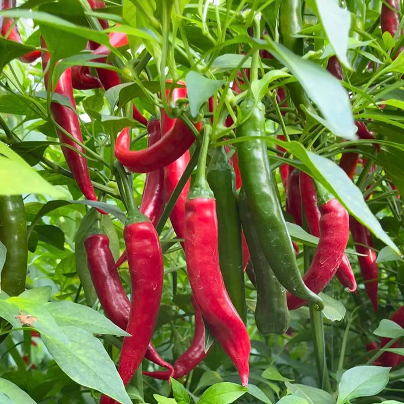 بذور الفلفل الحار بيوتي - إنتاج عالي 🌶️